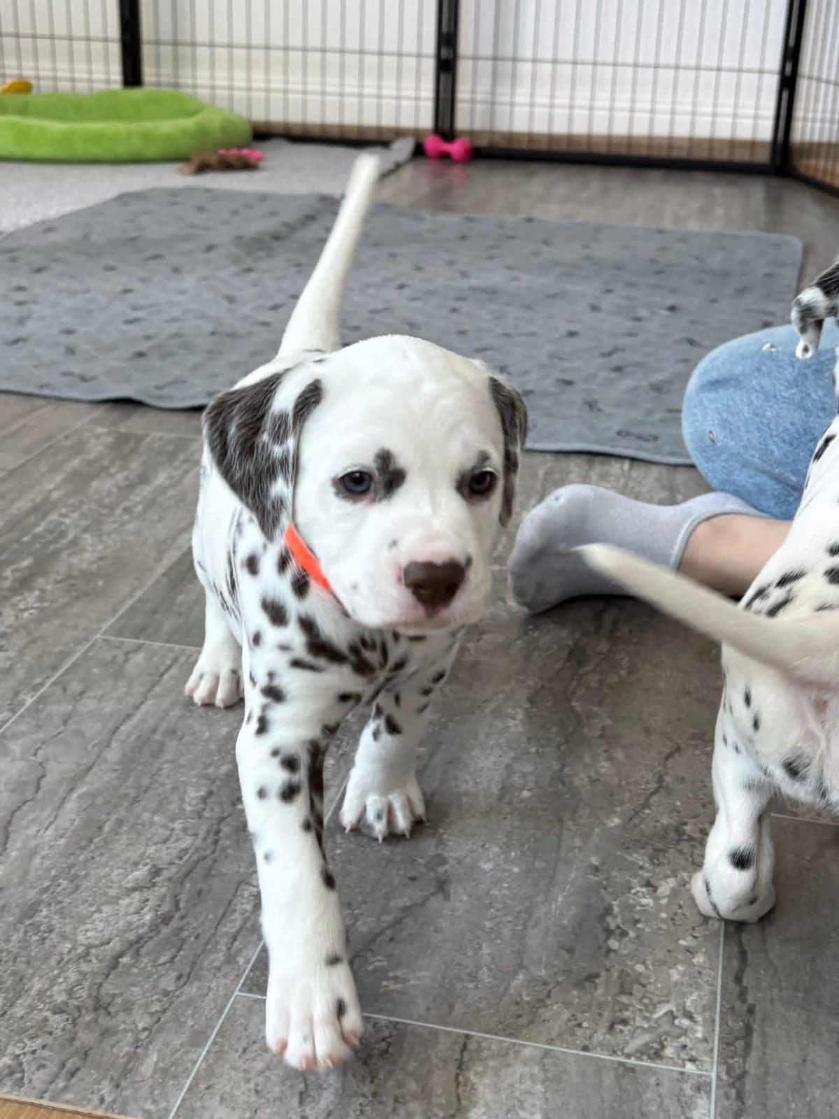 Dalmatian Puppies breeder image 2