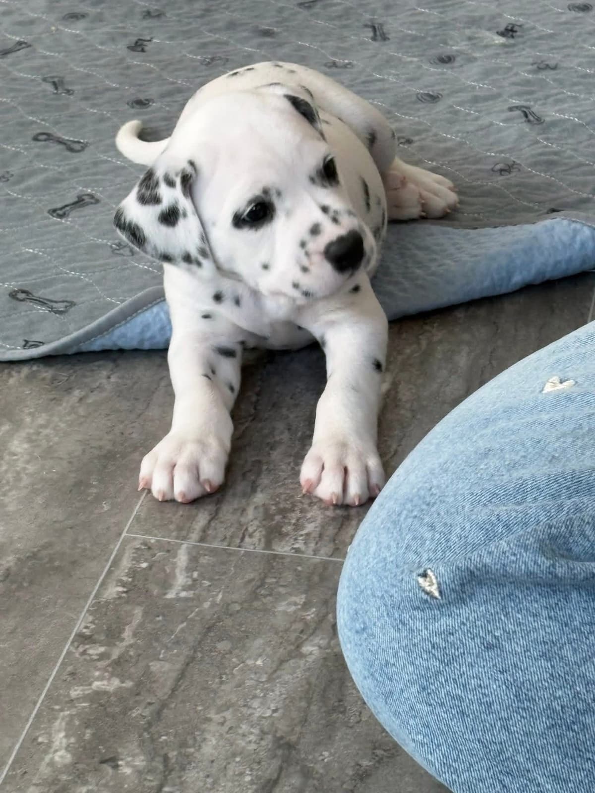 Dalmatian Puppies breeder image 3