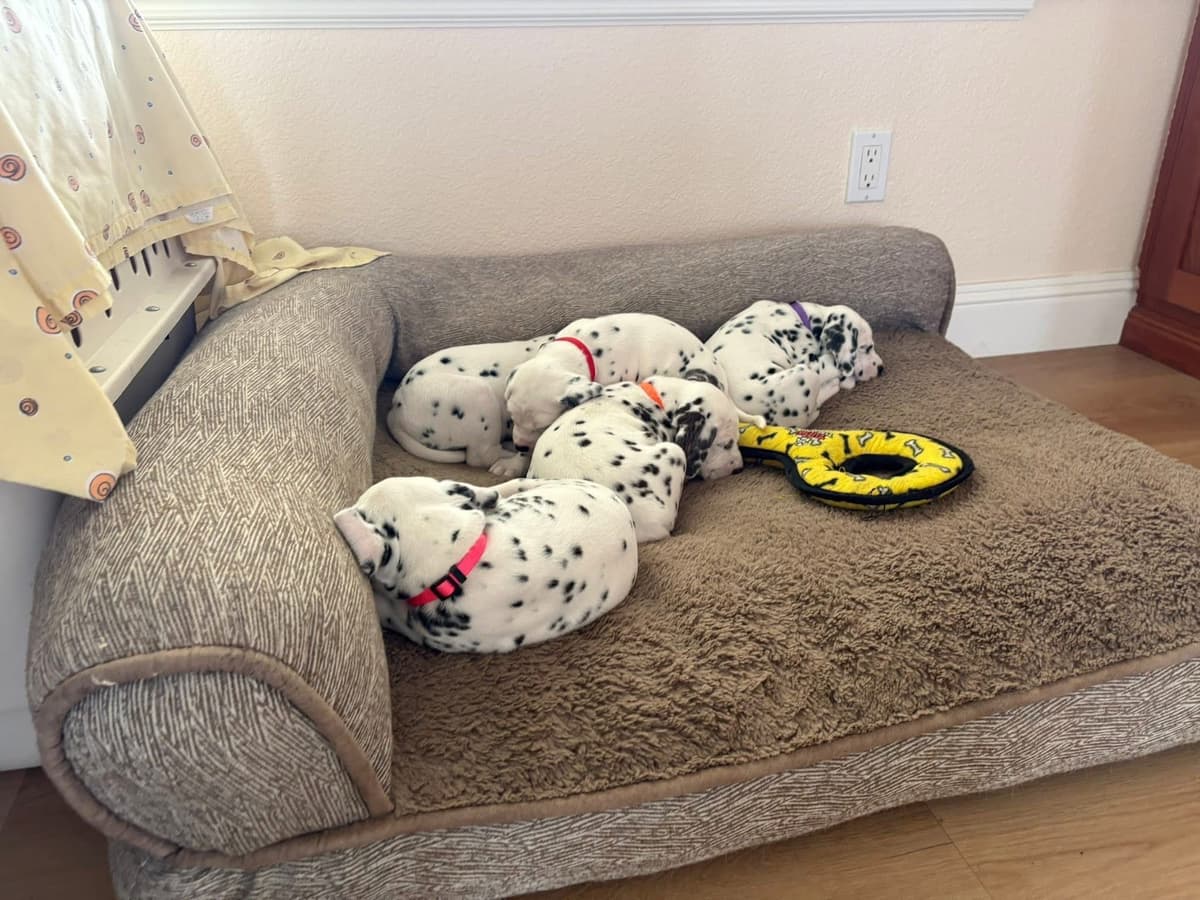 Dalmatian Puppies breeder image 4