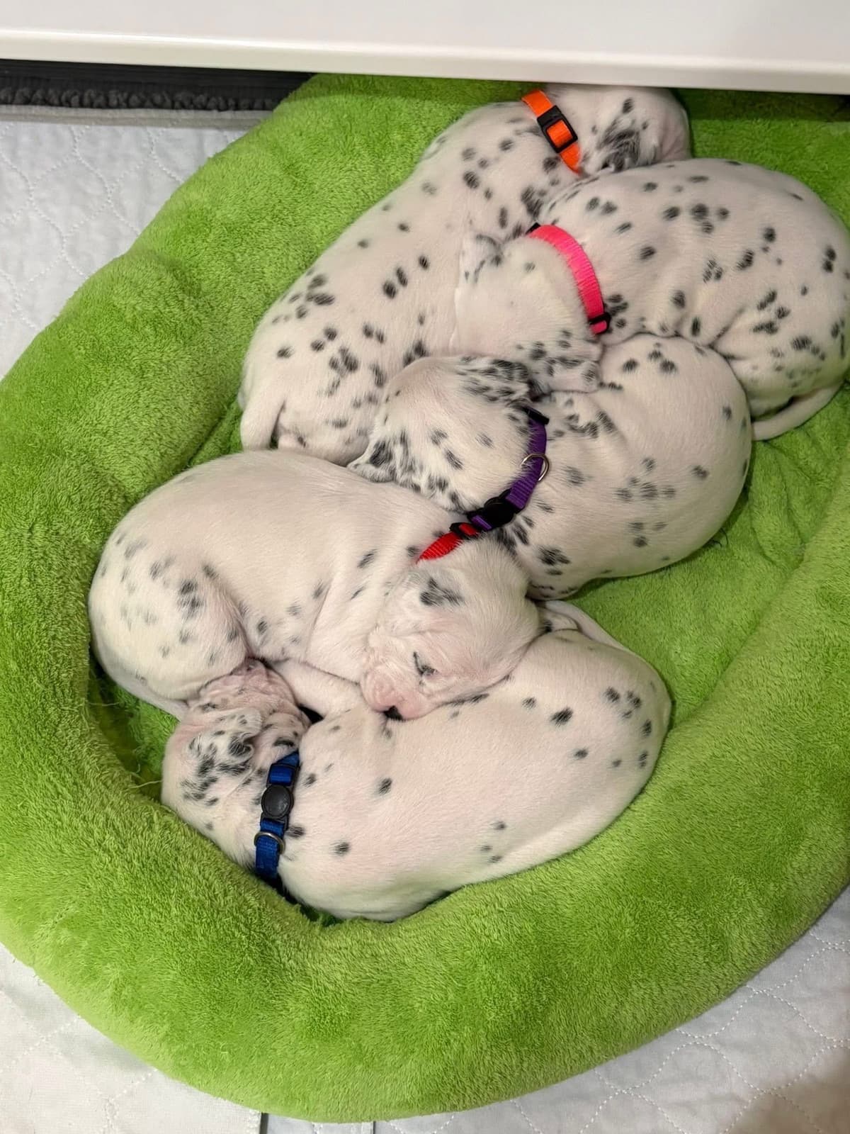 Dalmatian Puppies breeder image 5