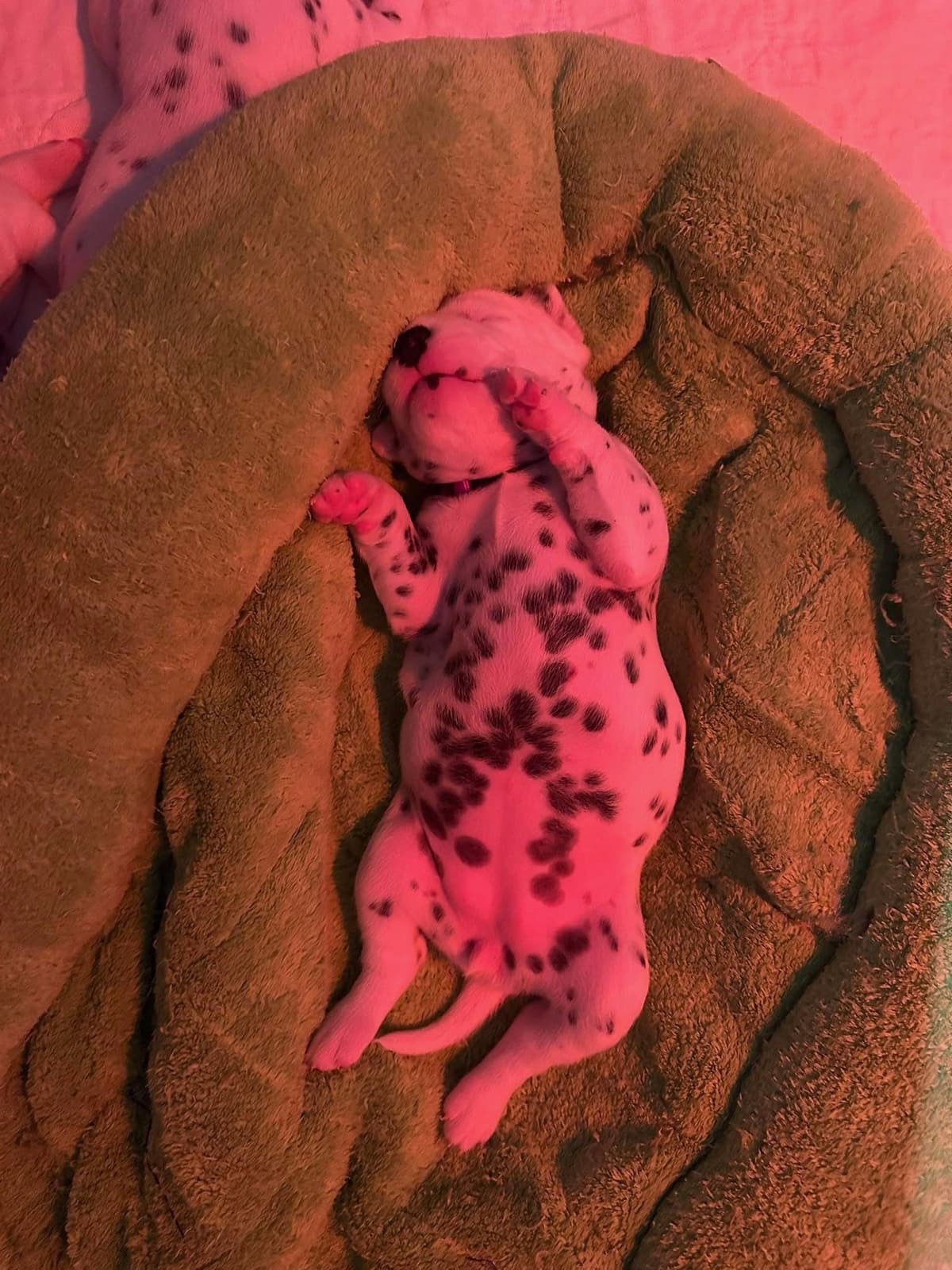 Dalmatian Puppies breeder image 6