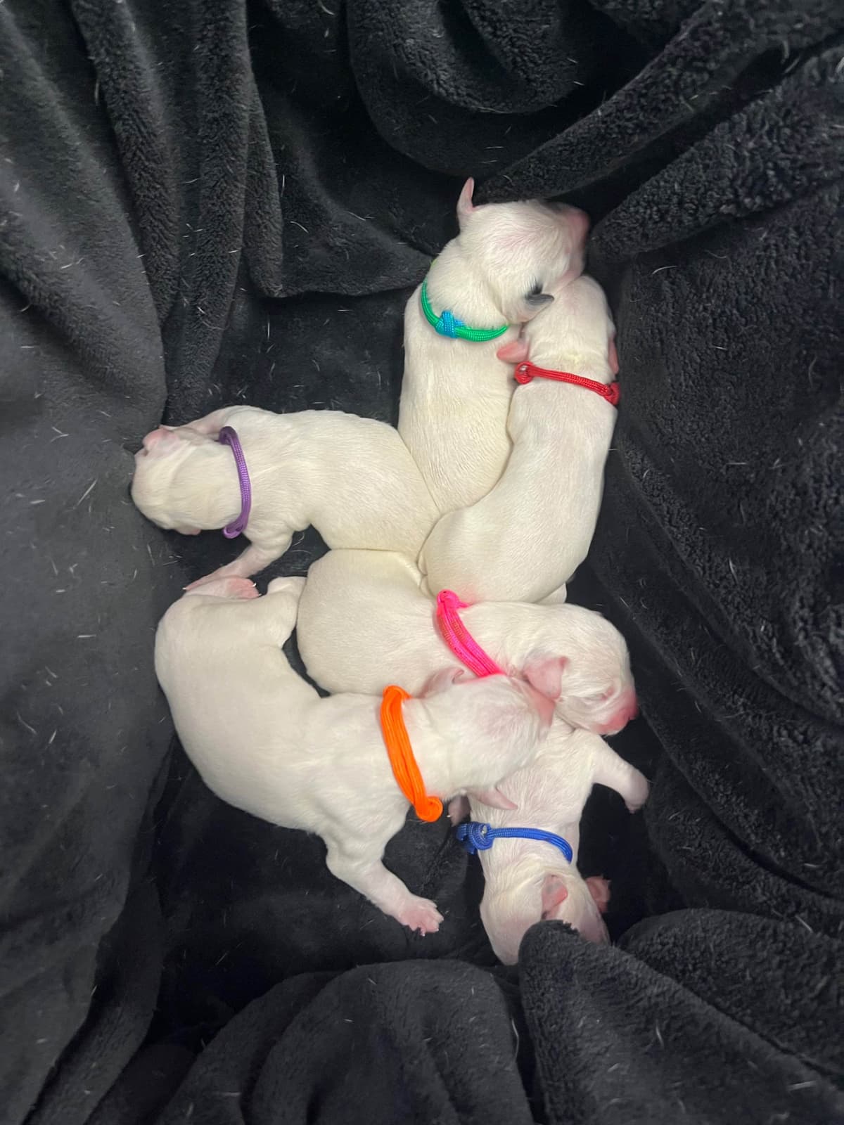Dalmatian Puppies breeder image 8