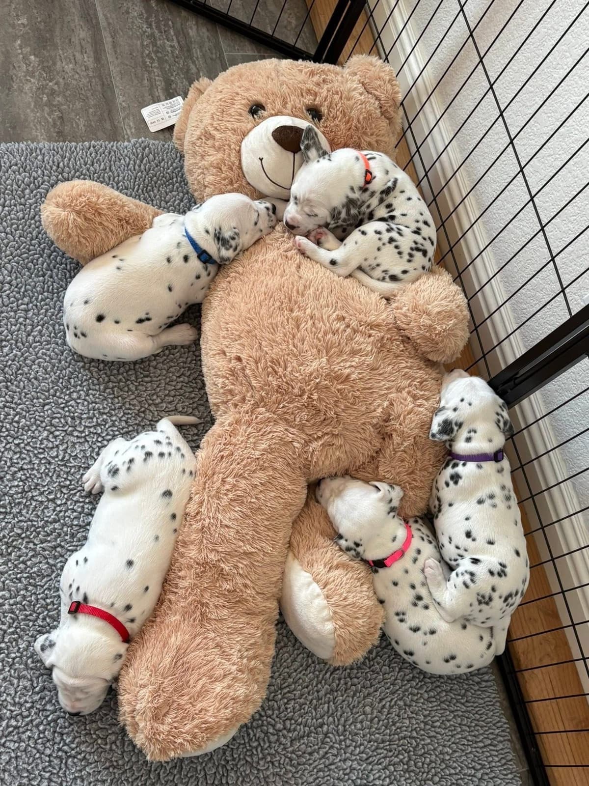 Dalmatian Puppies breeder image 7