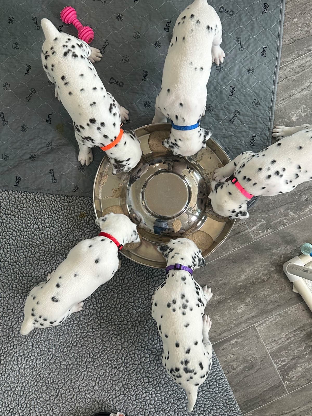 Dalmatian Puppies breeder image 9
