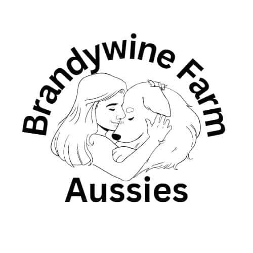 Australian Shepherd Puppies CHAMPION Pedigree breeder image 1