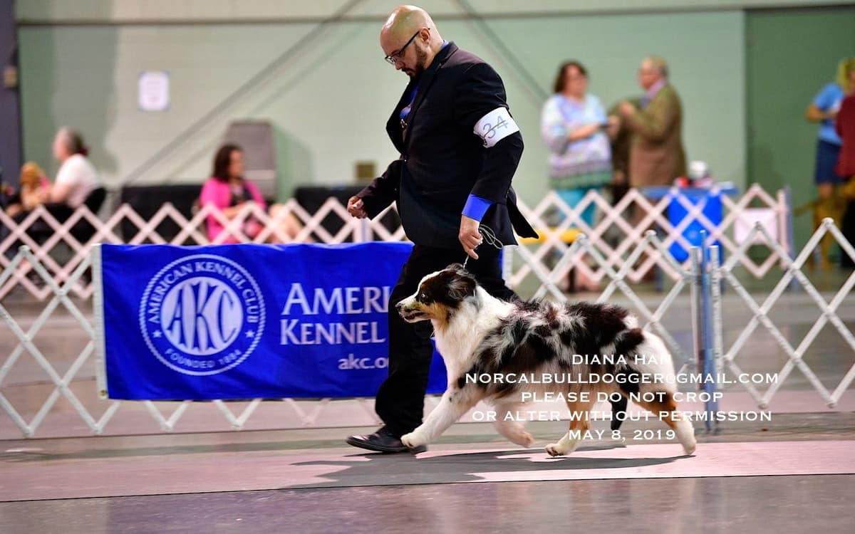 Australian Shepherd Puppies CHAMPION Pedigree breeder image 4