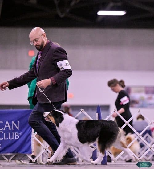 Australian Shepherd Puppies CHAMPION Pedigree breeder image 5