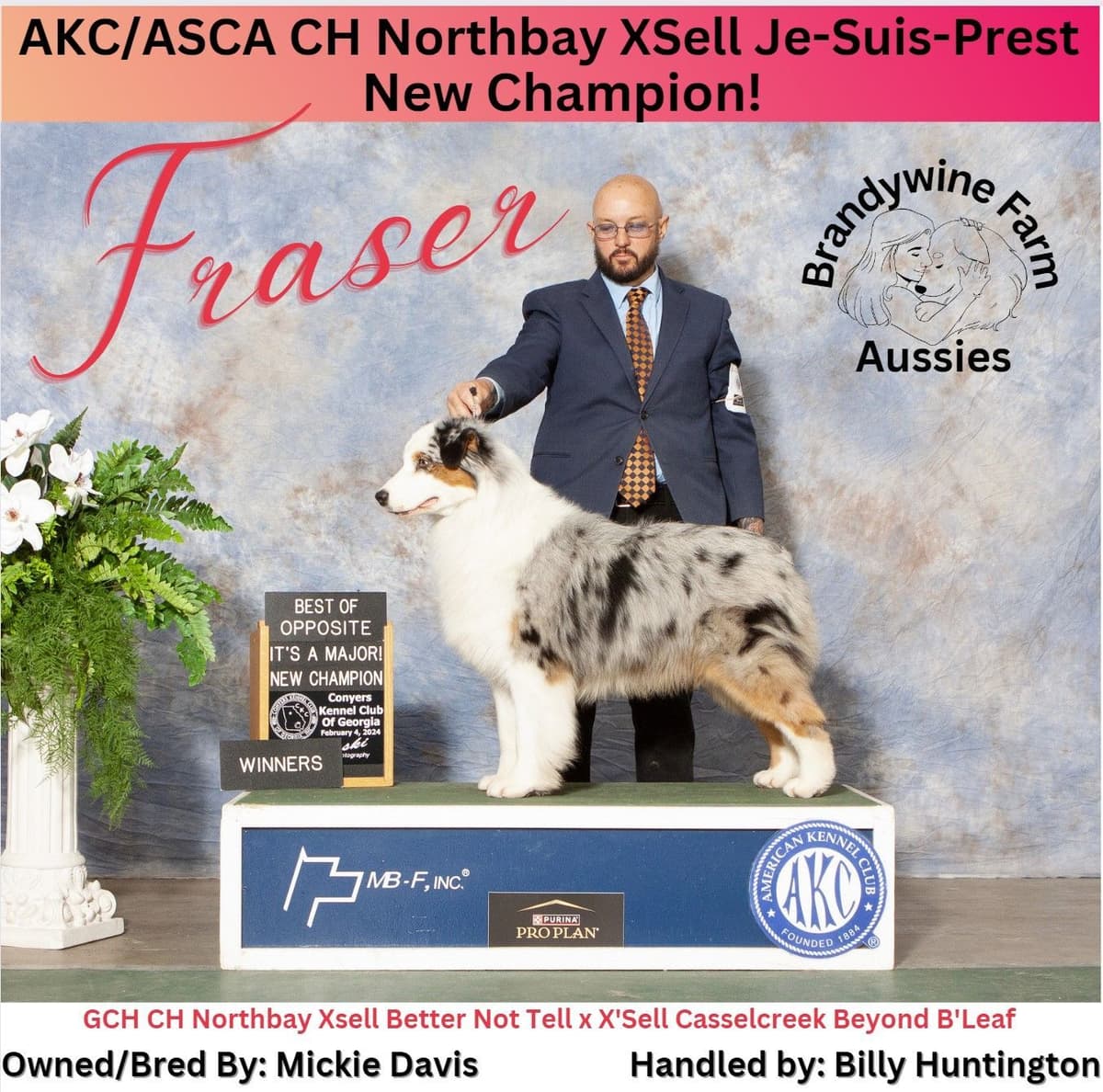 Australian Shepherd Puppies CHAMPION Pedigree breeder image 6