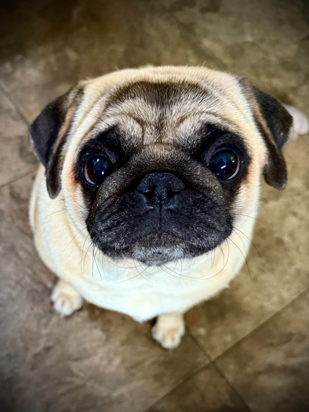Pug Puppies breeder image 1