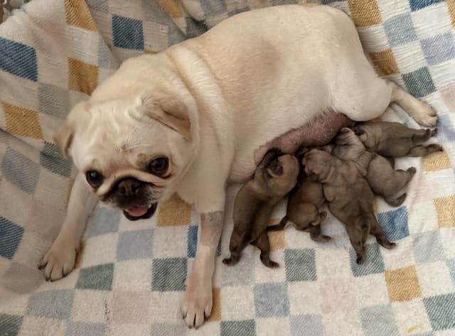 Pug Puppies media 2