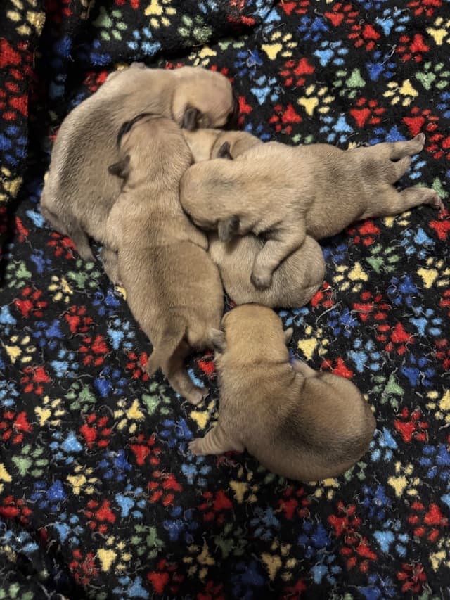 Pug Puppies media 3