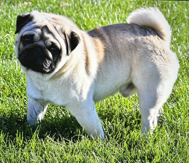 Pug Puppies media 4
