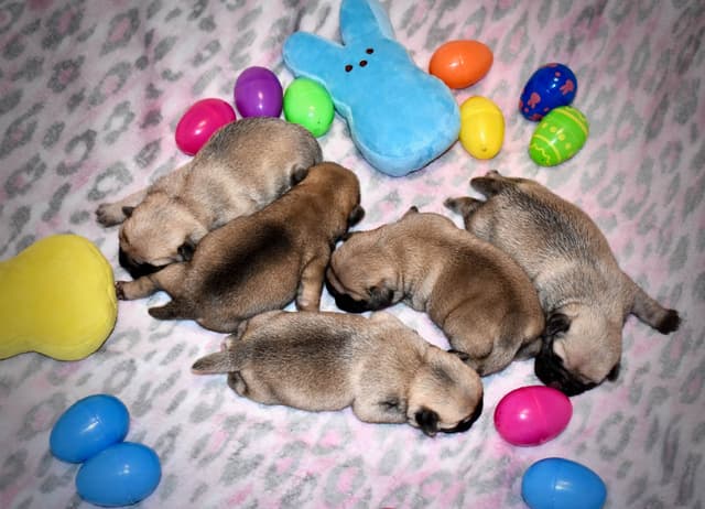Pug Puppies media 5