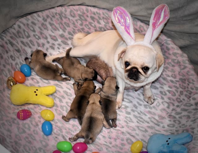Pug Puppies media 7