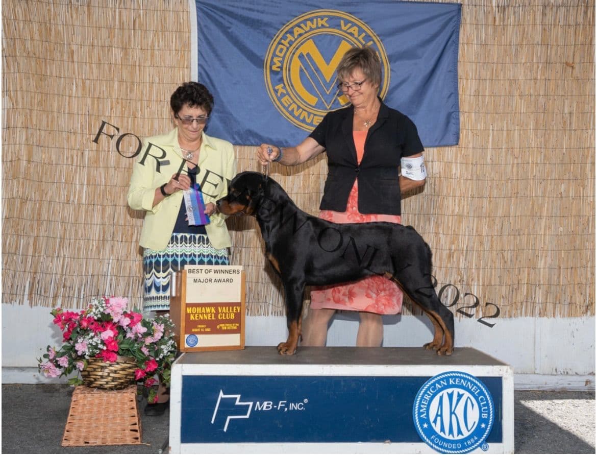 Rottweiler Puppies breeder image 4