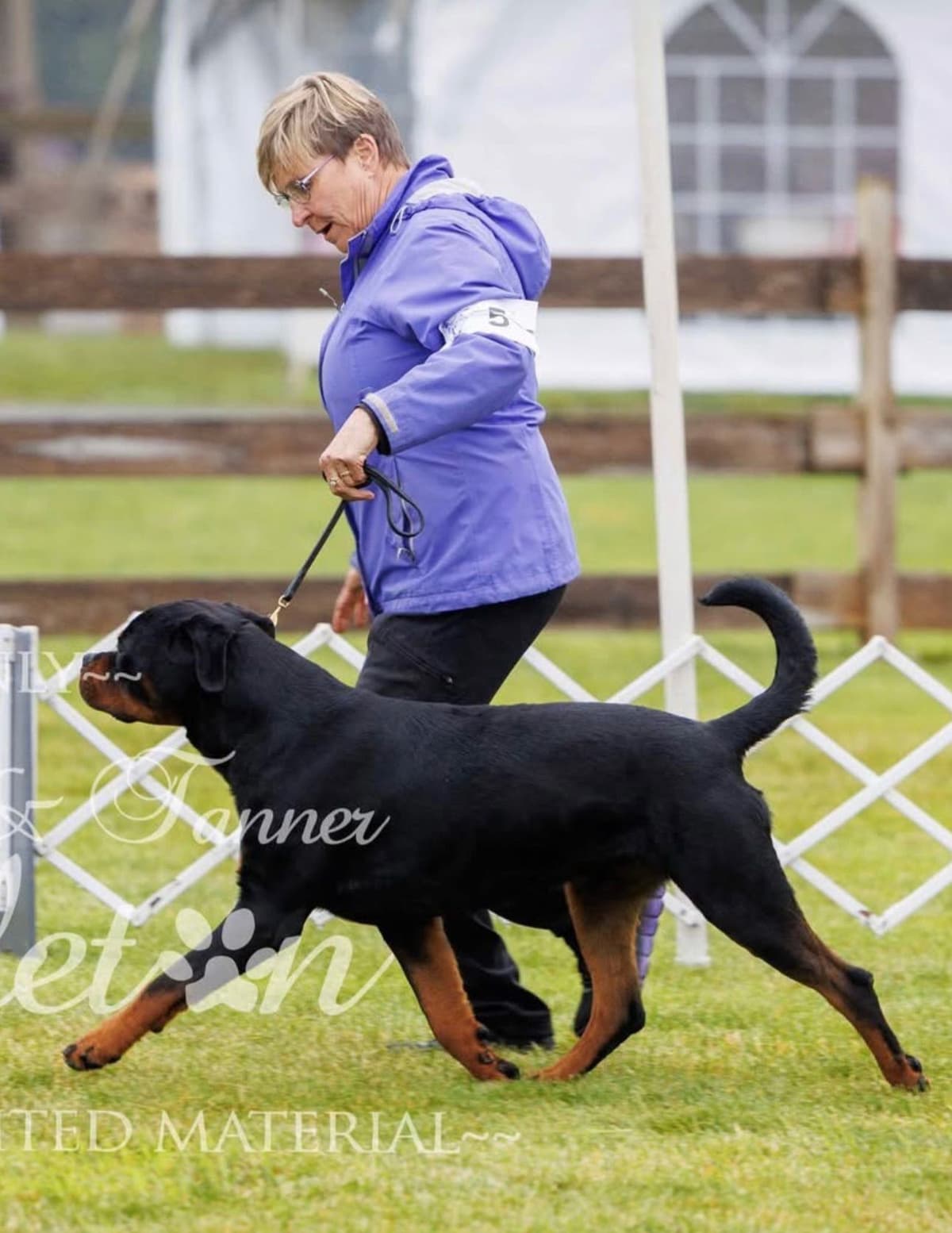 Rottweiler Puppies breeder image 3