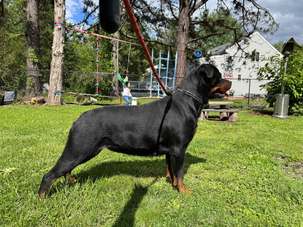 Rottweiler Puppies breeder image 5