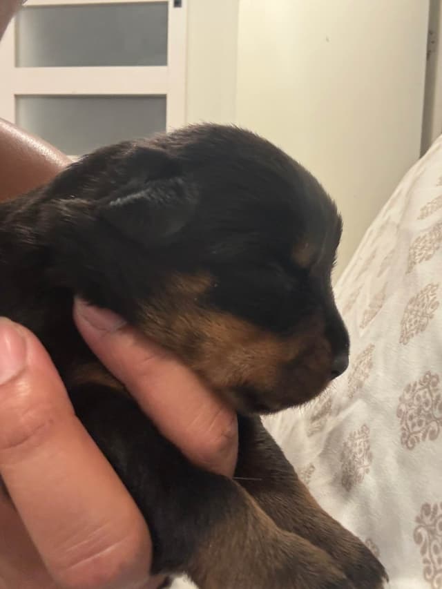 Rottweiler Puppies media 3