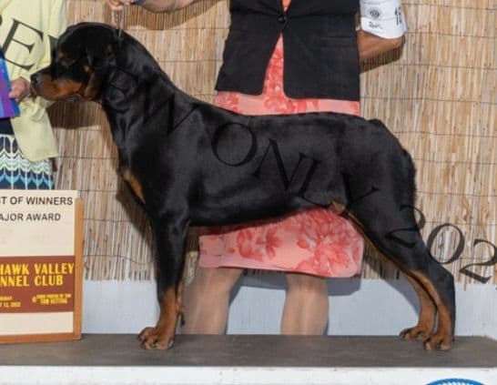 Rottweiler Puppies media 5