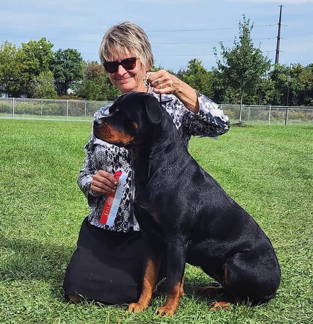 Rottweiler Puppies media 7