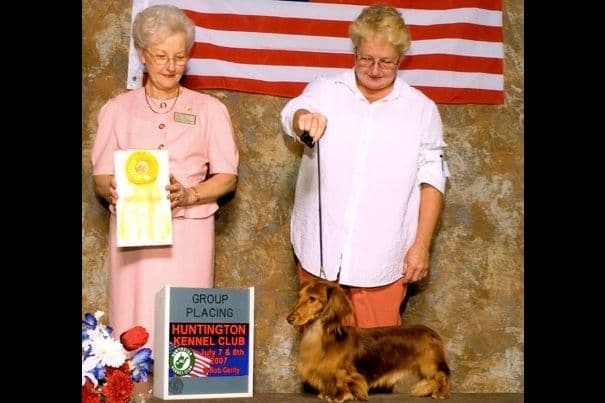English Cream Miniature Longhair Dachshund Puppies breeder image 2