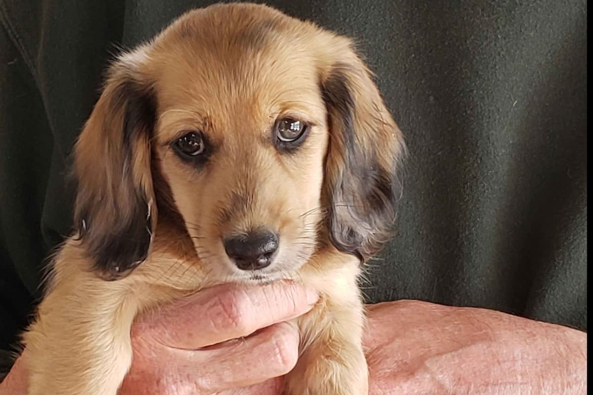 English Cream Miniature Longhair Dachshund Puppies breeder image 8