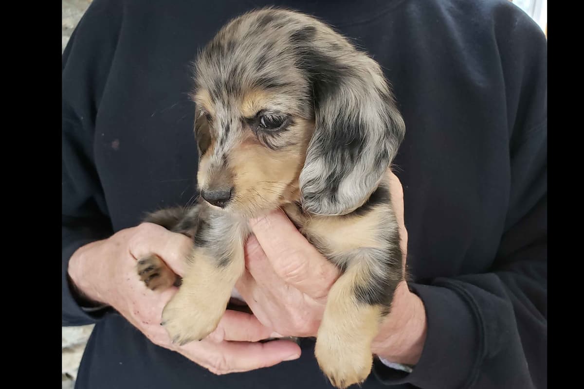 English Cream Miniature Longhair Dachshund Puppies breeder image 11