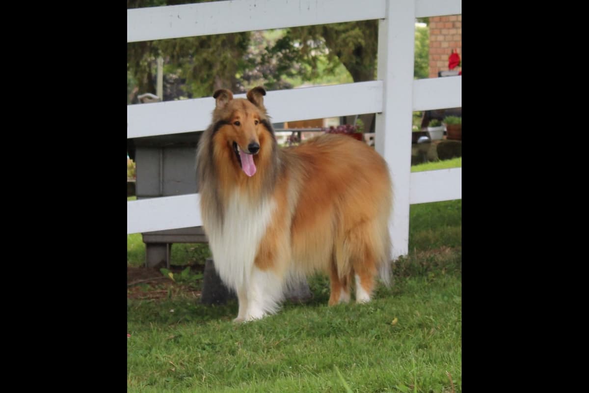Affordable Collie Puppies breeder image 8