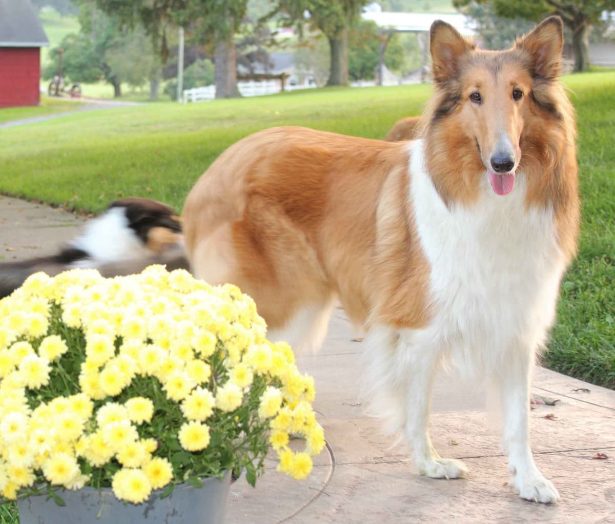 Affordable Collie Puppies breeder image 10
