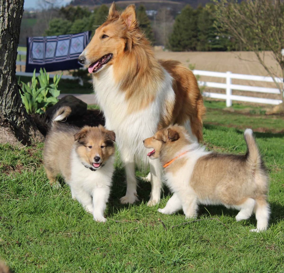 Affordable Collie Puppies breeder image 1
