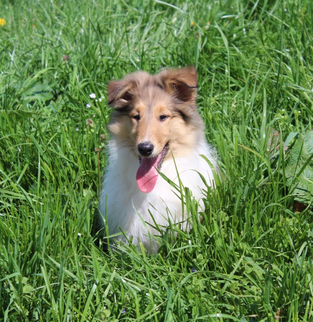 Affordable Collie Puppies breeder image 11