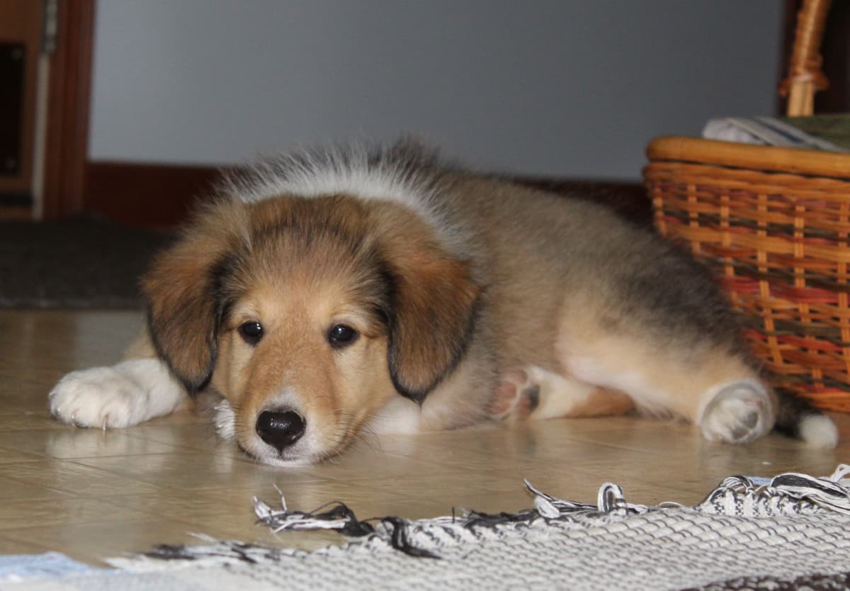 Affordable Collie Puppies breeder image 13