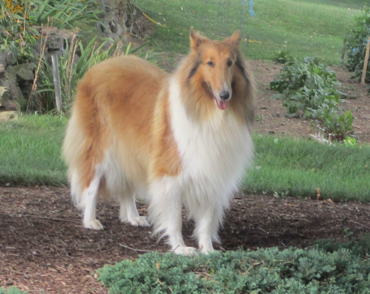 Affordable Collie Puppies breeder image 14