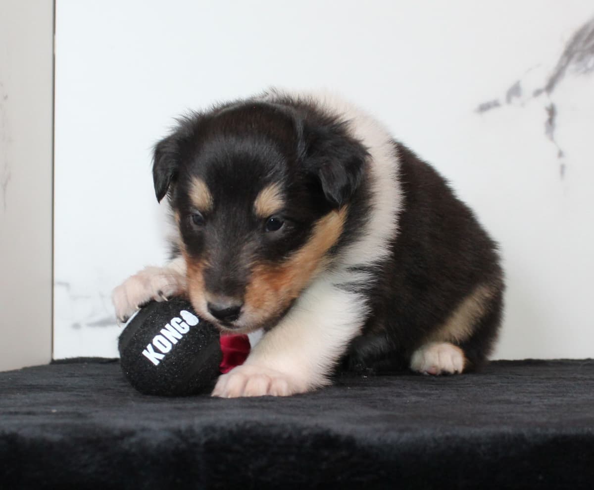 Affordable Collie Puppies breeder image 16