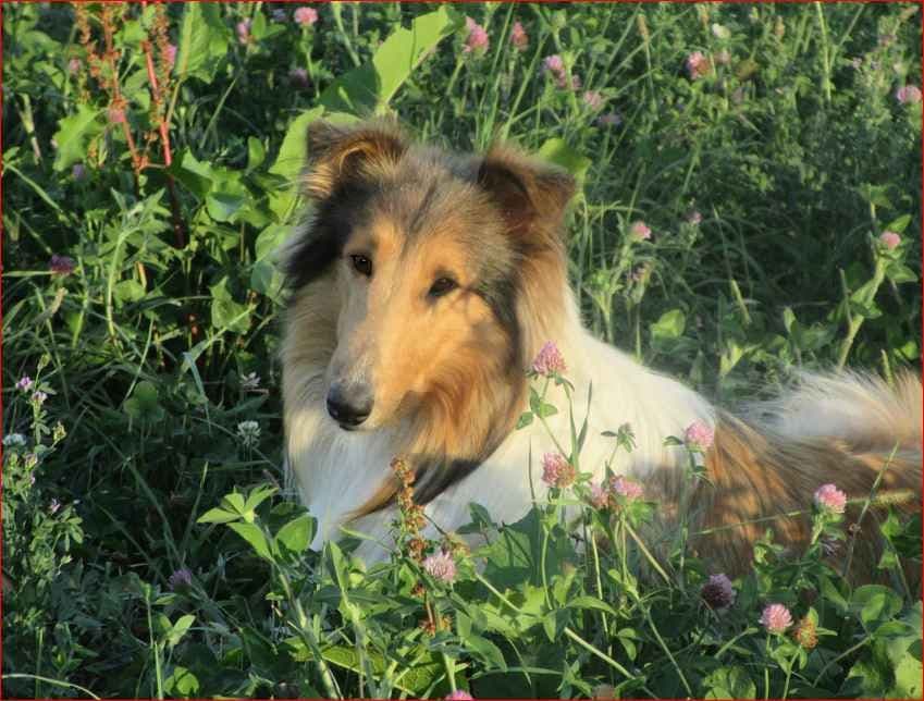 Affordable Collie Puppies breeder image 3