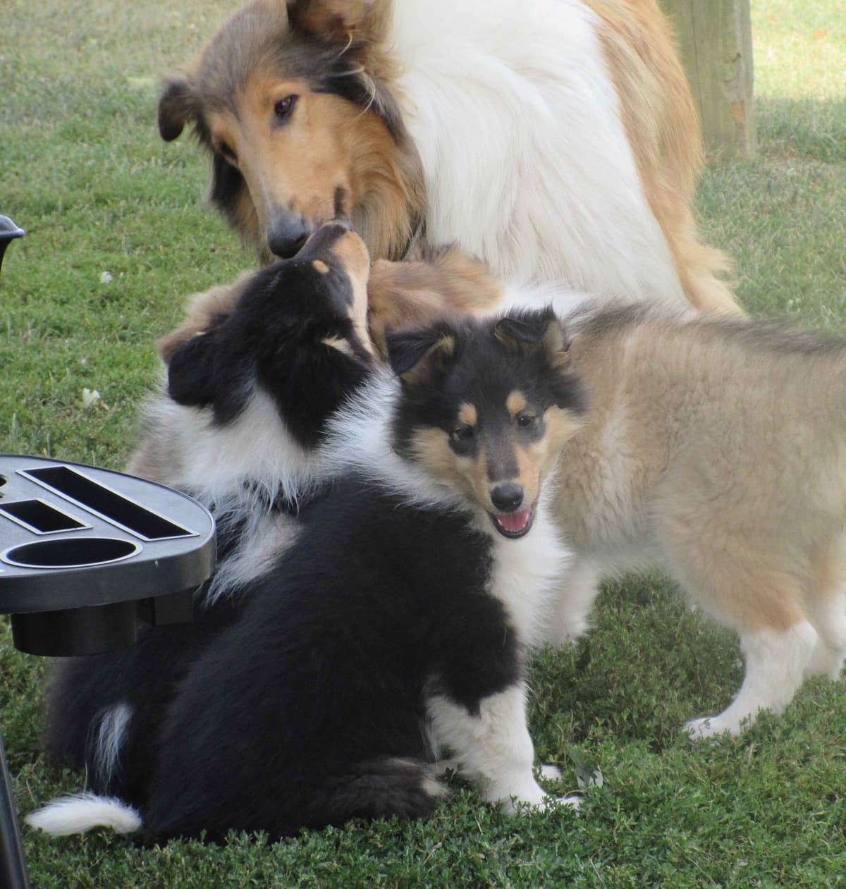 Affordable Collie Puppies breeder image 5
