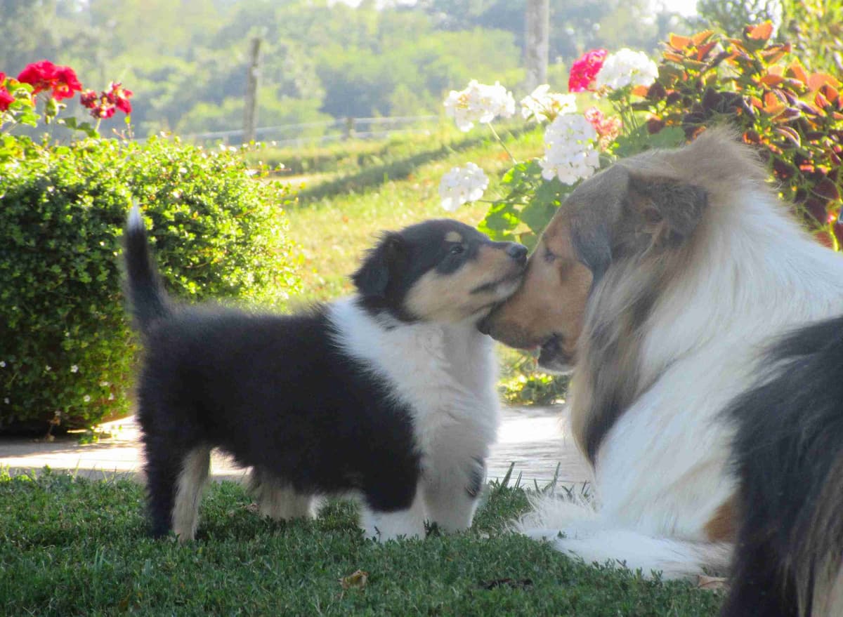 Affordable Collie Puppies breeder image 18