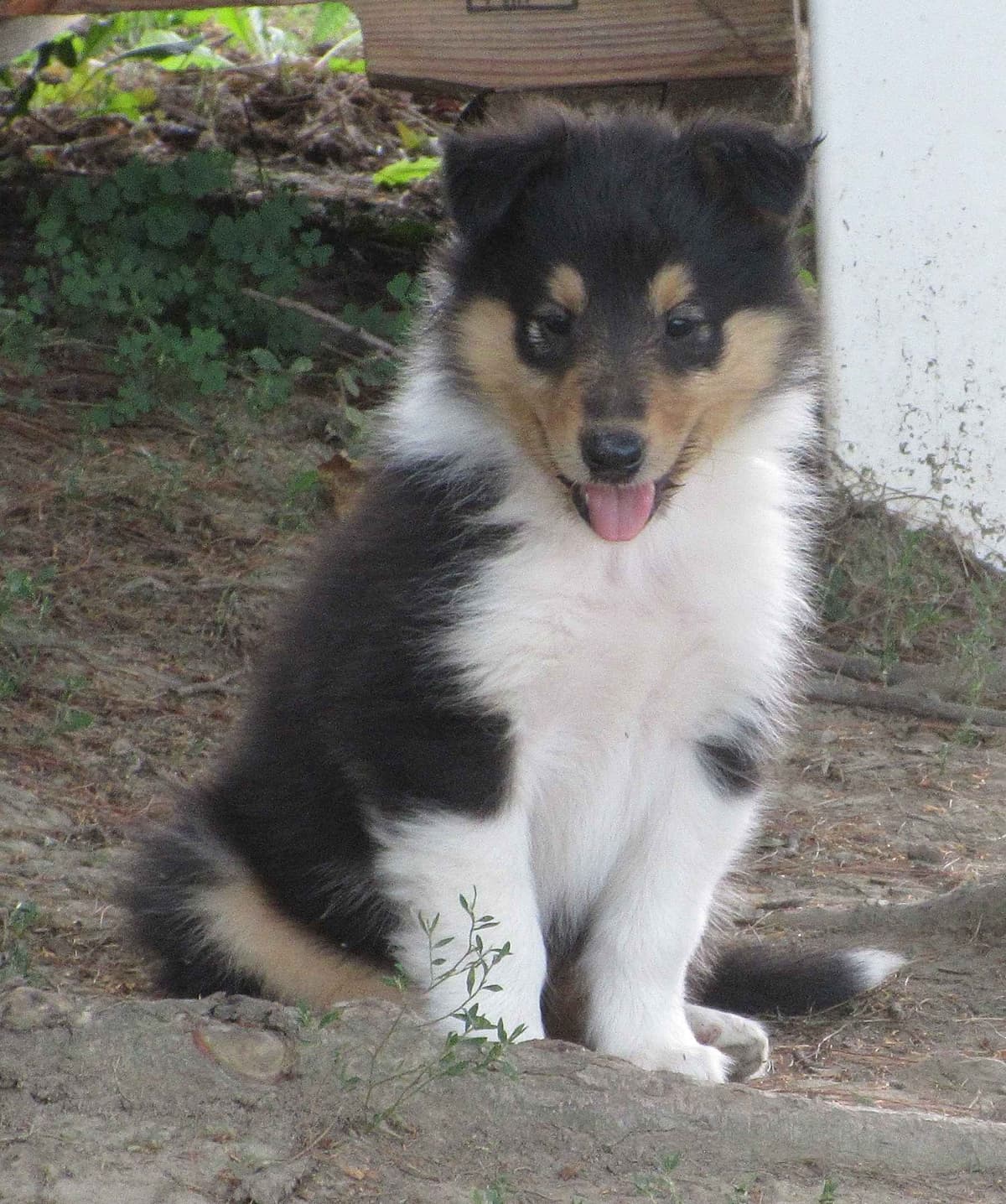 Affordable Collie Puppies breeder image 7