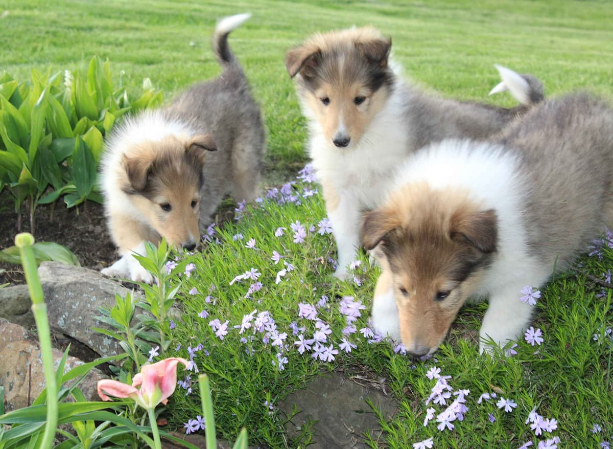 Affordable Collie Puppies breeder image 12