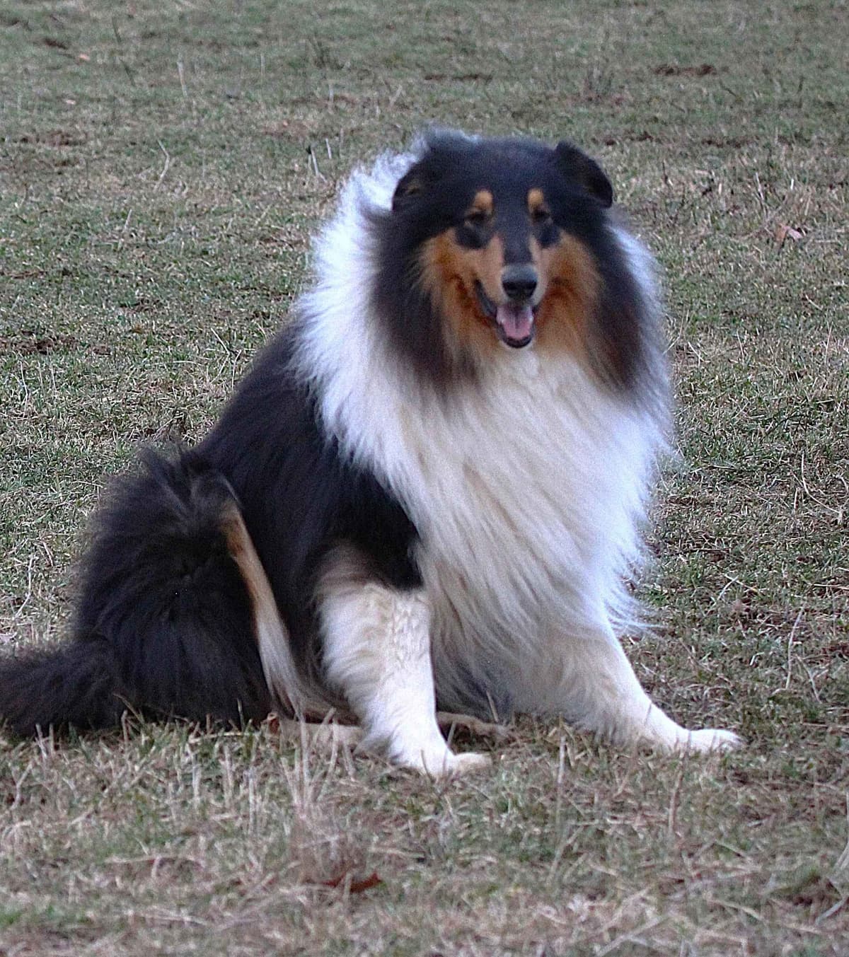 Affordable Collie Puppies breeder image 15