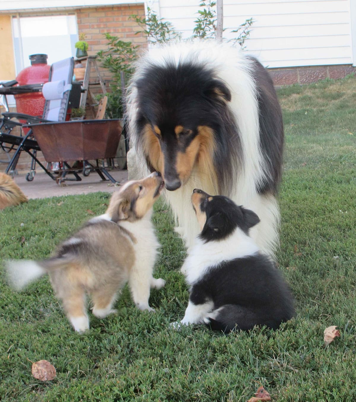 Affordable Collie Puppies breeder image 20