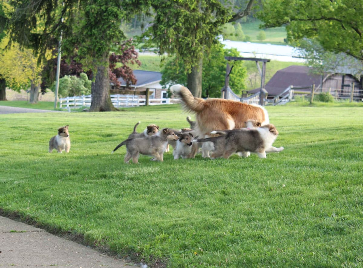 Affordable Collie Puppies breeder image 19