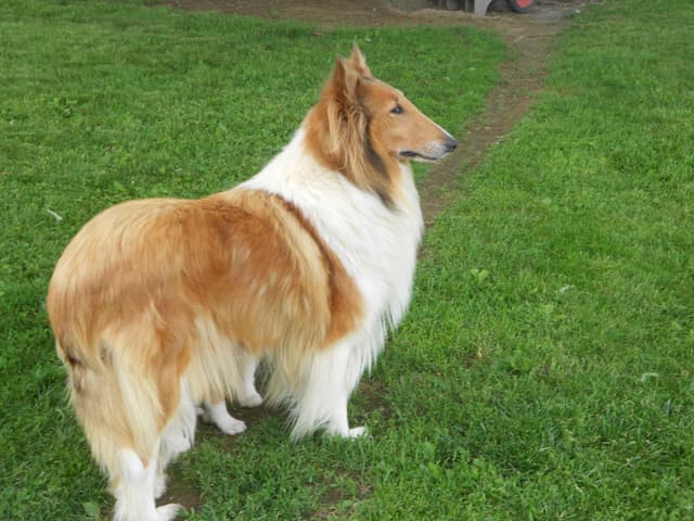 Affordable Collie Puppies media 2