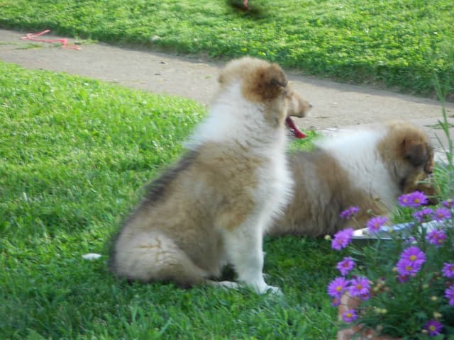 Affordable Collie Puppies media 3