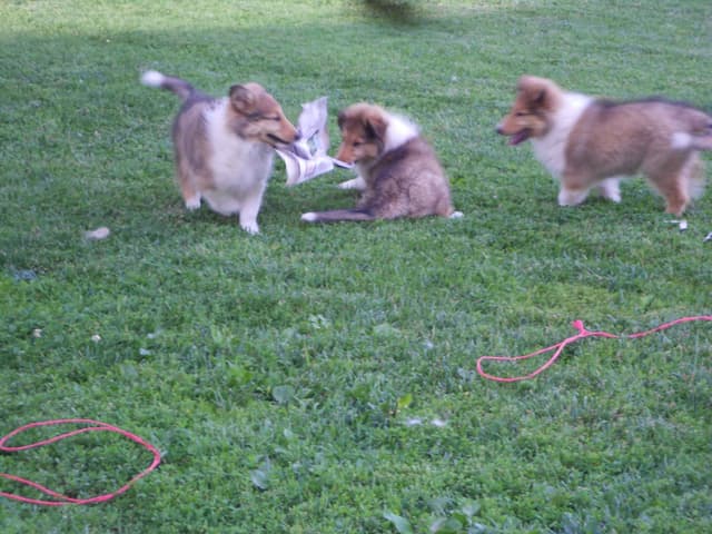 Affordable Collie Puppies media 4