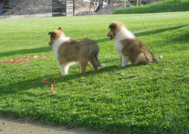 Affordable Collie Puppies media 5