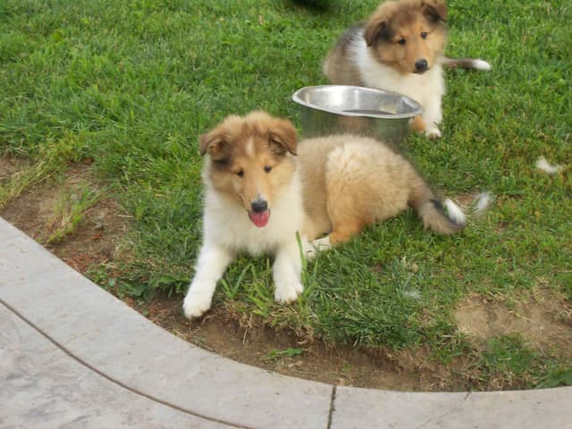 Affordable Collie Puppies media 6