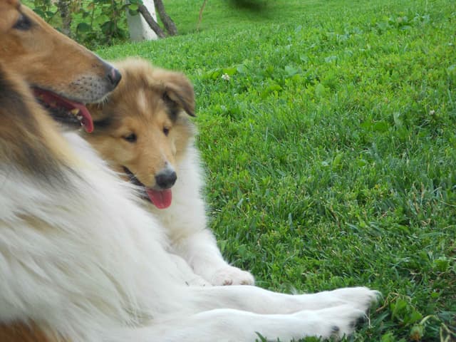Affordable Collie Puppies media 7