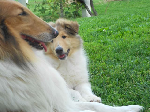 Affordable Collie Puppies media 8