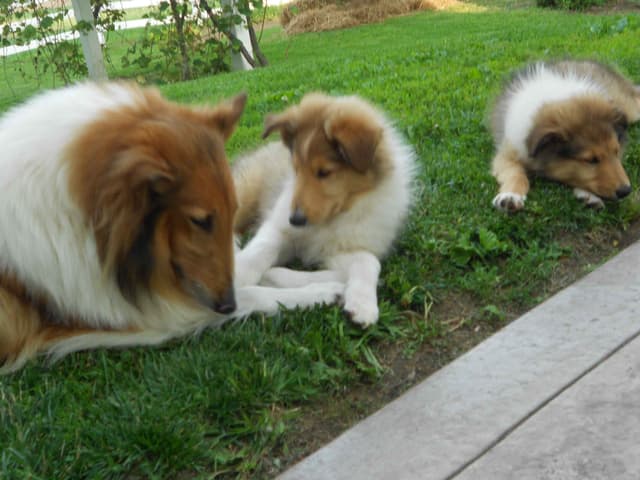 Affordable Collie Puppies media 9